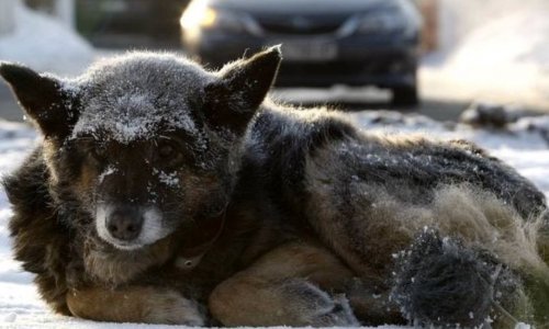 IKEA France acceuillez les chiens errants pendant les grands froids