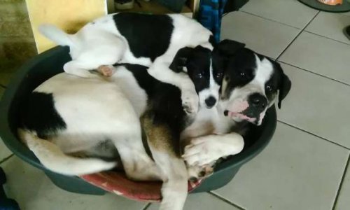 Pour COOKY et ONYX atrocement tués et abandonnés sur le bord de la route