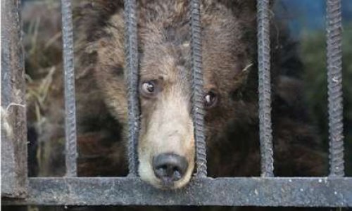 Contre les cirques avec animaux à Montélimar !