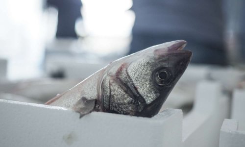 La France doit adopter des méthodes d'abattage respectueuses du bien-être des poissons