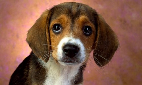 #ExpérimentationAnimale : DES PROCEDES BARBARES INTOLERABLES !