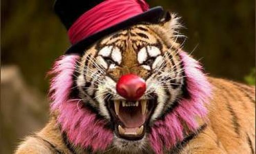 Interdiction des cirques avec animaux sauvages à Arras