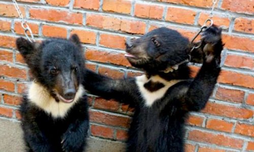 Contre les cirques avec animaux dans notre communauté de commune (Gevrey Nuits St Georges)