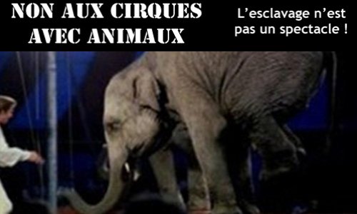 Non aux cirques avec animaux à Nice