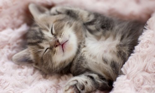 Acceptation de partenariat de vie avec un chat adorable