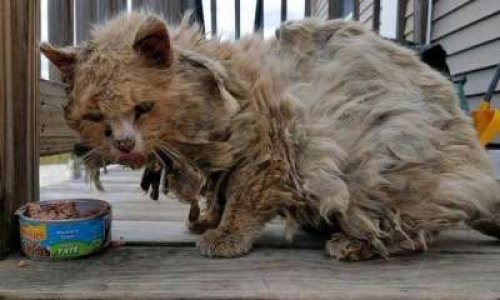 Pour que l'Etat prenne en charge les stérilisations et vaccinations des chats errants et aide toutes les petites associations de protection animale