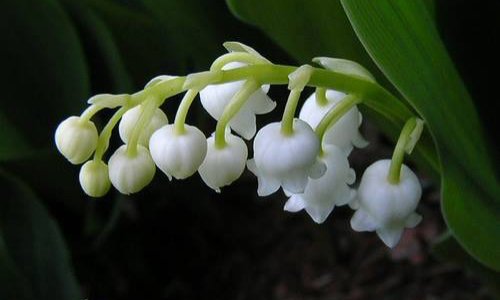 NON au pacte mondial sur les migrations