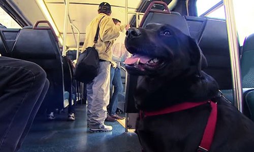 Autorisation des chiens dans les bus
