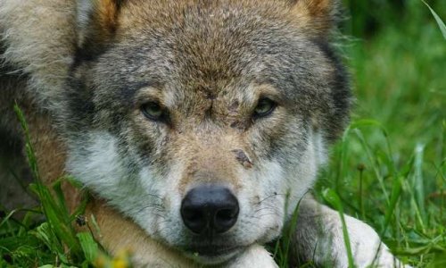 Faites stopper les tirs sur les LOUPS !