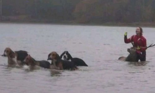 Pour l'arrêt de la chasse à courre sur la commune de Rambouillet