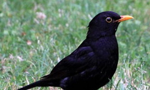 Stop à la chasse des oiseaux