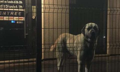 Venons en aide au chien de TABAPRIX Bouillon