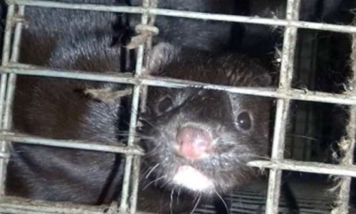 GÉRARD DAREL : l'éthique, c'est pour quand ?