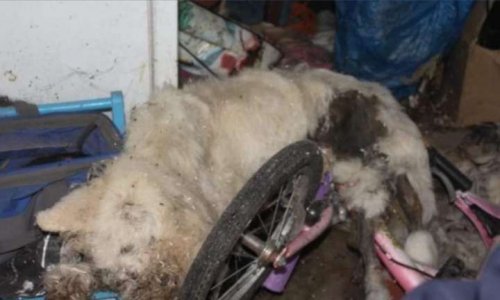 Pour l'honneur de deux chiens !