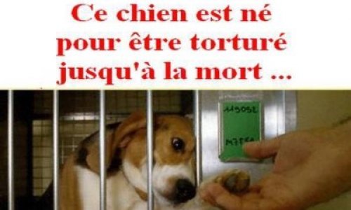 T&eacute;l&eacute;thon stoppez vos exp&eacute;riences sur les chiens