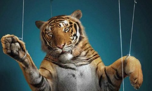 Interdire les cirques avec animaux sur Roanne et son agglomération