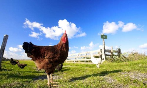 Pour que les grandes marques de distribution favorisent l'étiquetage des produits qui respectent le bien-être des animaux