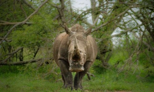 Stop au braconnage !