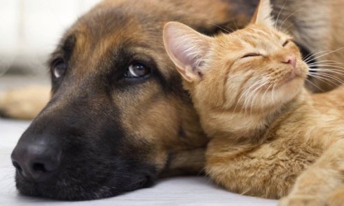 Droit animalier dans les loyers