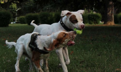 Parc pour chien sécurisé à Villefranche-de-lauragais