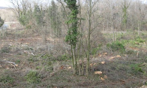 Halte à la destruction systématique de nos forêts alluviales