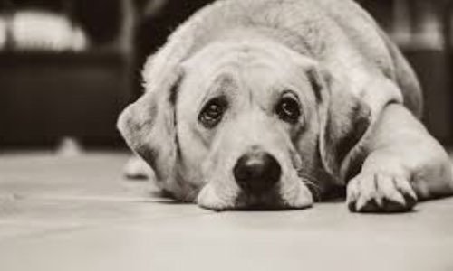 Non a l’achat d’animaux! Adoptez !