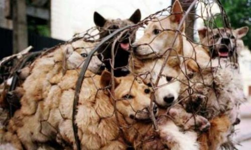 Stop yulin 2019