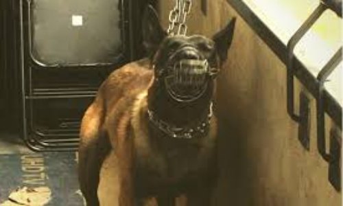 Pour la disparition du métier d'agent de sécurité cynophile