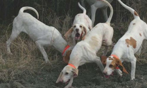 Chasseurs, tenez vos chiens en laisse près de nos maisons. Nos enfants ont peur