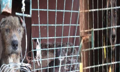 Pour un traitement digne des chiens des installations de la mairie de Galdar