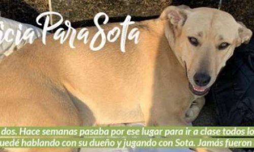 UNE GARDE URBAINE TUE LE CHIEN D'UN GARÇON QUI VEND DES BRACELETS À BARCELONE