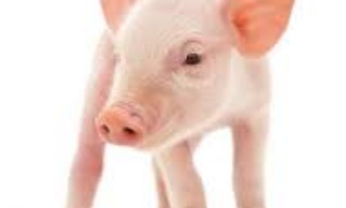 STOP aux publicités pour la viande et le poisson !