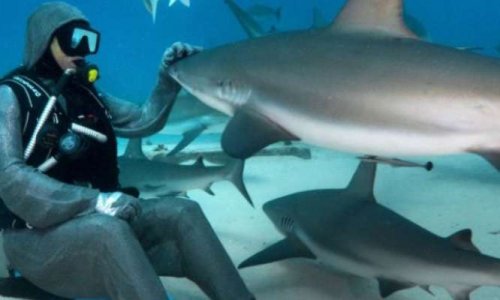 SAUVEZ LES REQUINS AVANT QU'IL NE SOIT TROP TARD!