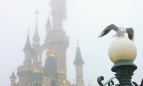 Sauvons les Disney Mouettes