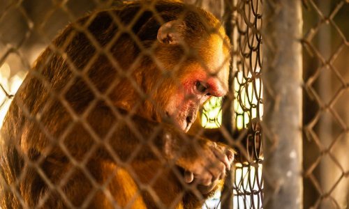 Relâcher les animaux en captivité en Thaïlande