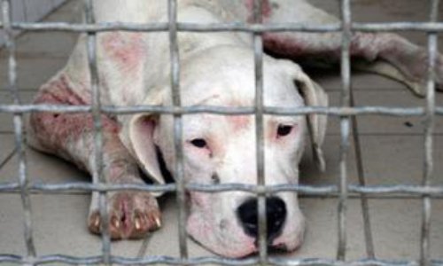 Création d'un Ministère de la cause animale