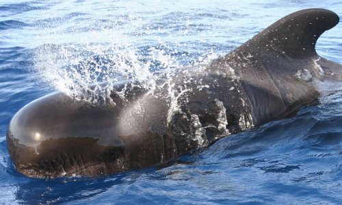 Les Japonais massacrent les baleines, boycottons leurs produits !