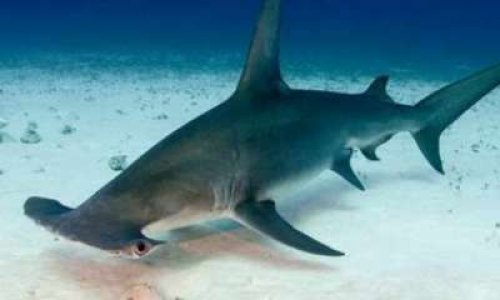 PETITION POUR LA PROTECTION DU GRAND REQUIN MARTEAU