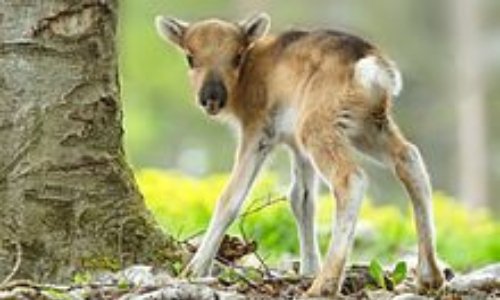 Stopper le cruel et inutile abattage de rennes des éleveurs samis par le gouvernement norvégien!