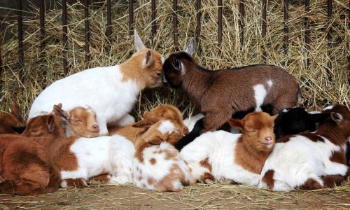 Sauvez les chevreaux des élevages !