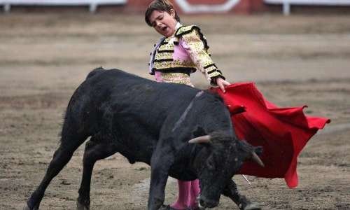 Pour l'interdiction des écoles privées de tauromachie en France