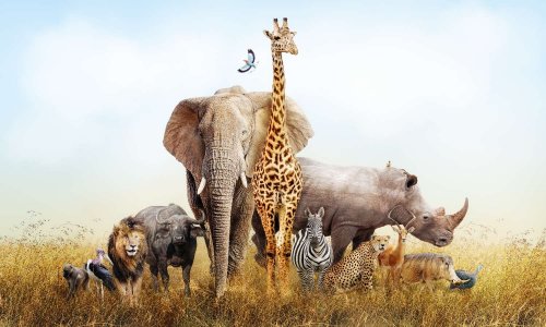 Création du parti des chasseurs vegans