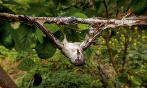 Contre la chasse à la glu et autres méthodes barbares