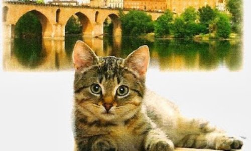 Montauban : première ville anti-chats de France !