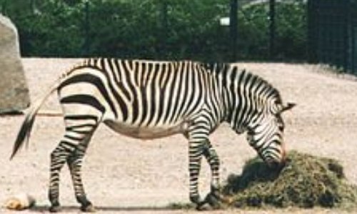 Plus d'animaux sauvages dans les cirques !