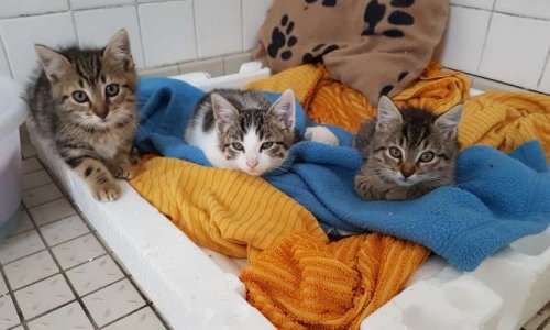 NON A LA FERMETURE DE LA CHATTERIE D'ARGENTAN