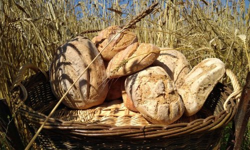 Contre le projet de lotissement à Trélat