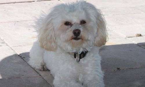 JUSTICE pour SWIFFER de Mérignac