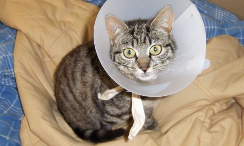 Pour la mise en place d'une Sécurité Sociale pour les animaux de compagnie