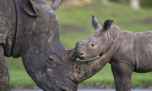 Sauvons  le rhinocéros noir !